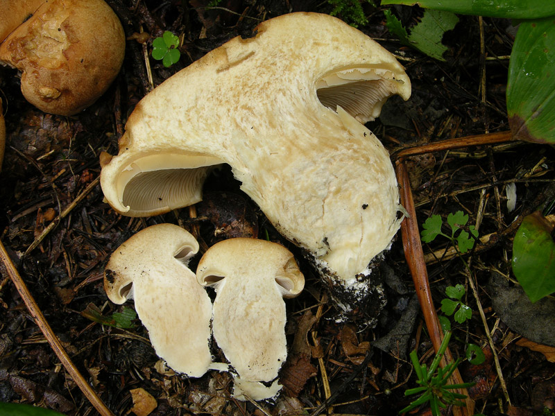 Cortinarius pseudocrassus da confermare.